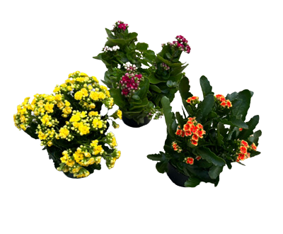 6" Kalanchoe Blooming Assortment
